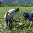 descubra as novas ideias premiadas para uma agricultura sustentavel em