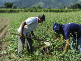 descubra as novas ideias premiadas para uma agricultura sustentavel em