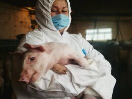 Descubra as Novas Recomendações da Seapi para Proteger seu Rebanho da Febre Aftosa! 17 descubra as novas recomendacoes da seapi para proteger seu rebanho