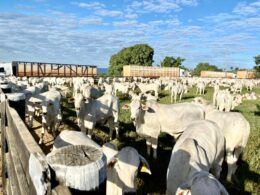 Novas exigências sobre manejo pré-abate e abate humanitário são aprovadas pelo governo