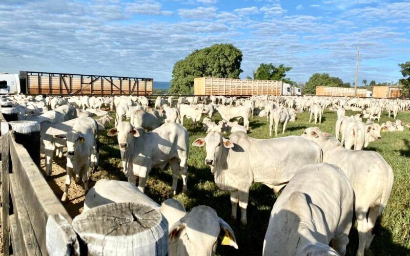 Novas exigências sobre manejo pré-abate e abate humanitário são aprovadas pelo governo