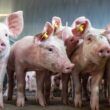 descubra as novas revelacoes do usda sobre a suinocultura na