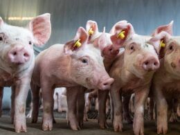descubra as novas revelacoes do usda sobre a suinocultura na