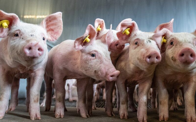 descubra as novas revelacoes do usda sobre a suinocultura na