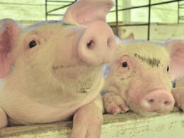 Descubra as Novidades da 5ª Edição do Fórum Estadual da Suinocultura com a ASEMG! 8 descubra as novidades da 5a edicao do forum estadual da