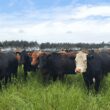 descubra as novidades da minerva foods na imperdivel feicorte 2024