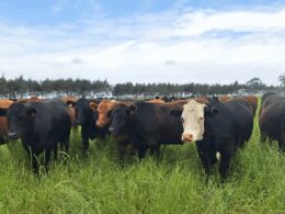 descubra as novidades da minerva foods na imperdivel feicorte 2024