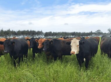 descubra as novidades da minerva foods na imperdivel feicorte 2024