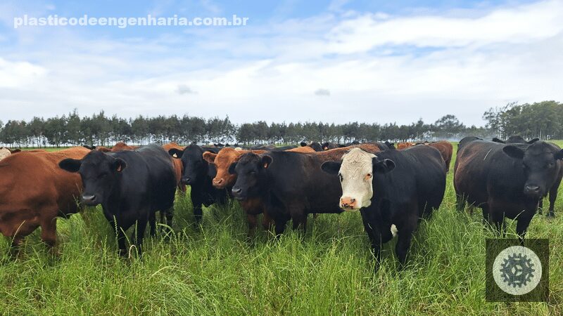 descubra as novidades da minerva foods na imperdivel feicorte 2024