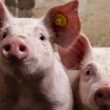 descubra as novidades impactantes na industria de carne suina nos