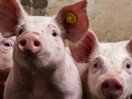 descubra as novidades impactantes na industria de carne suina nos