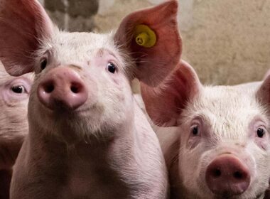 descubra as novidades impactantes na industria de carne suina nos