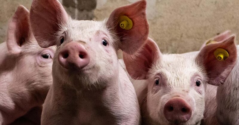 descubra as novidades impactantes na industria de carne suina nos