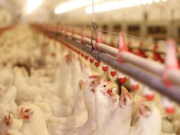 descubra as oscilacoes no preco do frango em junho o