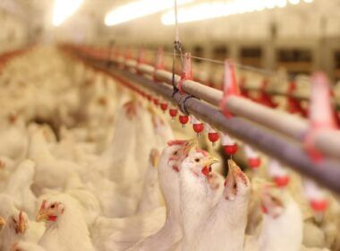descubra as oscilacoes no preco do frango em junho o