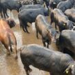 Castrando o boi: conheça as técnicas para produção de carne premium