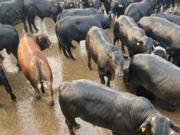 Castrando o boi: conheça as técnicas para produção de carne premium