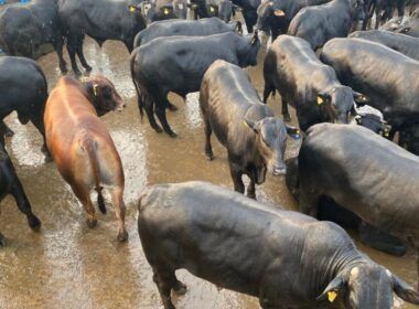 Castrando o boi: conheça as técnicas para produção de carne premium