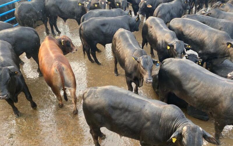 Castrando o boi: conheça as técnicas para produção de carne premium