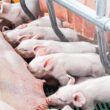 descubra as tendencias do mercado de carne suina na ue