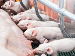 descubra as tendencias do mercado de carne suina na ue