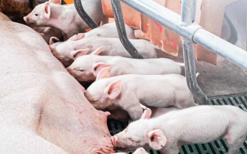 descubra as tendencias do mercado de carne suina na ue