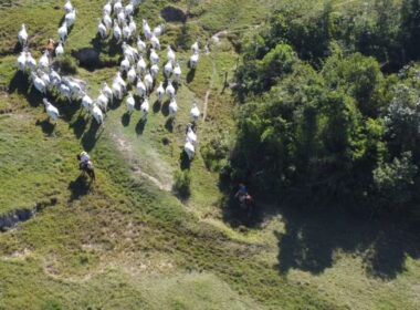 Pecuária sustentável: conheça as tendências globais na produção de carne bovina