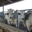 descubra as vantagens incriveis da terminacao em confinamento na pecuaria