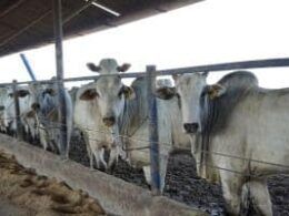 descubra as vantagens incriveis da terminacao em confinamento na pecuaria