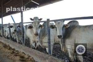 descubra as vantagens incriveis da terminacao em confinamento na pecuaria