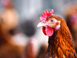 Descubra Como a África do Sul Está Enfrentando a Crise da Influenza Aviária em 2025! 17 descubra como a africa do sul esta enfrentando a crise