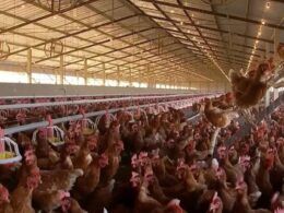 descubra como a alta demanda impulsionou os precos do frango