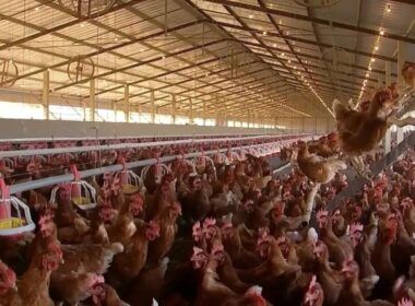 descubra como a alta demanda impulsionou os precos do frango