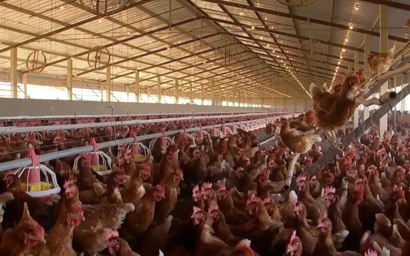 descubra como a alta demanda impulsionou os precos do frango