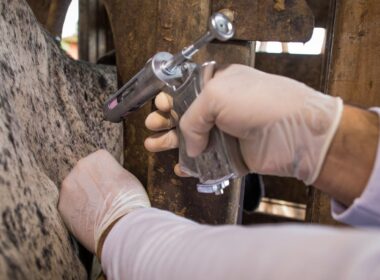 Nota do serviço veterinário de Mato Grosso cresce em auditoria federal