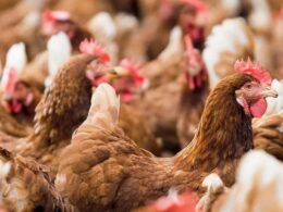 Descubra como a Avicultura do DF Alcançou R$ 1 Bilhão em 2023 e Quebre Recordes com Seu Negócio 16 descubra como a avicultura do df alcancou r 1 bilhao