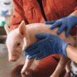 descubra como a boehringer ingelheim esta transformando a suinocultura no