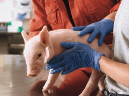 descubra como a boehringer ingelheim esta transformando a suinocultura no