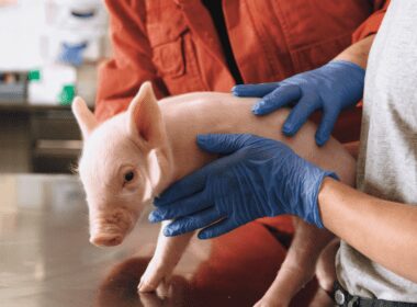 descubra como a boehringer ingelheim esta transformando a suinocultura no