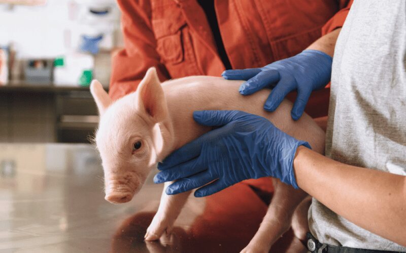 descubra como a boehringer ingelheim esta transformando a suinocultura no