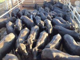 Semiconfinamento nos trinques faz boiada Angus chegar a 21@ em SP