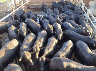Semiconfinamento nos trinques faz boiada Angus chegar a 21@ em SP