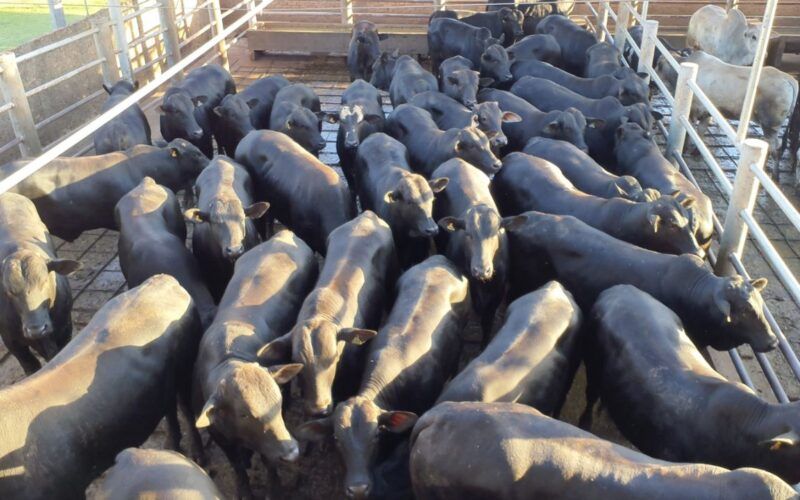 Semiconfinamento nos trinques faz boiada Angus chegar a 21@ em SP