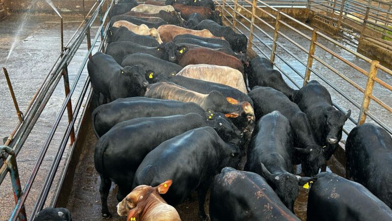 Descubra como a Boiada no Cocho se Torna um Poderoso Aliado na Produção Pecuária Eficiente