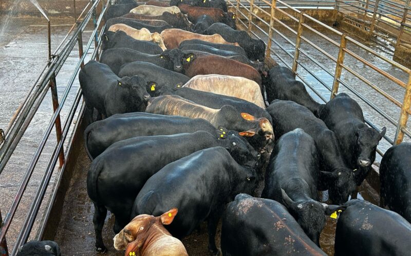 Descubra como a Boiada no Cocho se Torna um Poderoso Aliado na Produção Pecuária Eficiente