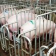 descubra como a cooperagro revoluciona a suinocultura em minas gerais