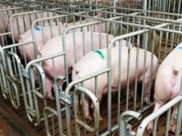 descubra como a cooperagro revoluciona a suinocultura em minas gerais