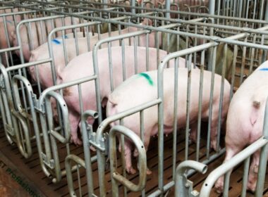 descubra como a cooperagro revoluciona a suinocultura em minas gerais