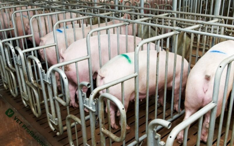 descubra como a cooperagro revoluciona a suinocultura em minas gerais