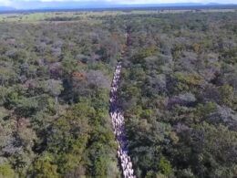 AgriGooders: moeda digital incentiva um agro sustentável com descontos em produtos e serviços